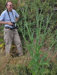 Image result for Onopordum acanthium