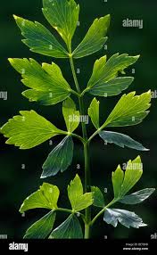 Attēlu rezultāti vaicājumam “Levisticum officinale leaf”