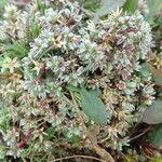 Attēlu rezultāti vaicājumam “Scleranthus perennis flower”