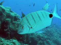 Image result for Diplodus cadenati
