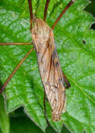 Attēlu rezultāti vaicājumam “Exoprosopa capucina”