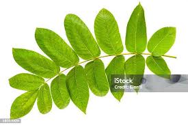 Attēlu rezultāti vaicājumam “Juglans mandshurica leaf”