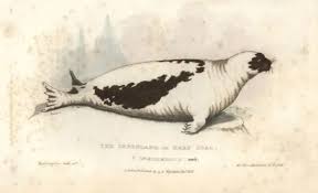 Image result for Pagophilus groenlandicus