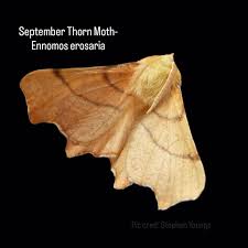 Attēlu rezultāti vaicājumam “Ennomos erosaria”