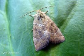 Attēlu rezultāti vaicājumam “Cosmia trapezina”