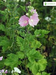 Image result for Lavatera thuringiaca