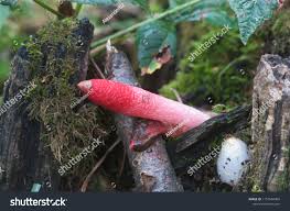 Attēlu rezultāti vaicājumam “Mutinus ravenelii”