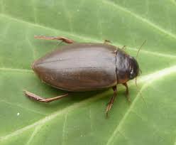 Attēlu rezultāti vaicājumam “Colymbetes striatus”