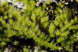 Attēlu rezultāti vaicājumam “Homalothecium sericeum”