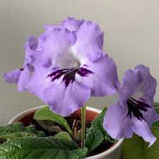 Image result for Streptocarpus