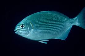 Image result for Kyphosus