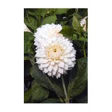 Image result for Dahlia `Snowflake`