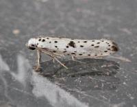 Attēlu rezultāti vaicājumam “Yponomeuta plumbella”