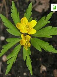 Attēlu rezultāti vaicājumam “Anemone ranunculoides bud”