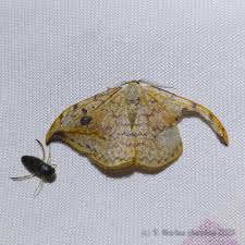 Attēlu rezultāti vaicājumam “Drepana falcataria”