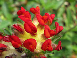 Image result for Anthyllis vulneraria rubra