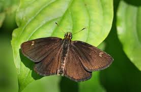 Attēlu rezultāti vaicājumam “Heteropterus morpheus underside”
