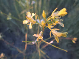 Attēlu rezultāti vaicājumam “Sisymbrium altissimum”