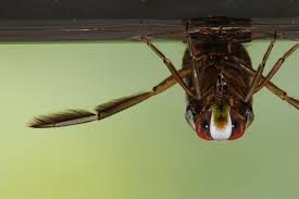 Attēlu rezultāti vaicājumam “Notonecta glauca”