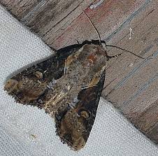 Attēlu rezultāti vaicājumam “Apamea ophiogramma”