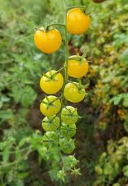 Afbeeldingsresultaat voor broad ripple yellow currant tomato