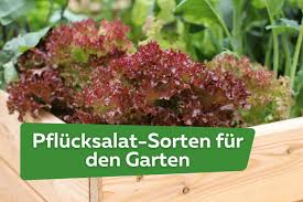 Image result for Pflücksalat