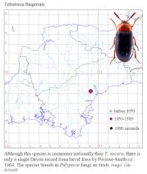 Attēlu rezultāti vaicājumam “Tetratoma fungorum”
