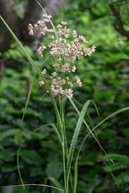 Attēlu rezultāti vaicājumam “Luzula luzuloides”