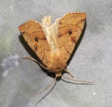 Attēlu rezultāti vaicājumam “Autographa excelsa”