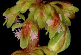 Attēlu rezultāti vaicājumam “Rumex obtusifolius flower”