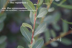 Attēlu rezultāti vaicājumam “Salix myrtilloides”