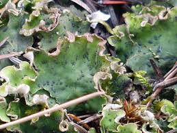 Attēlu rezultāti vaicājumam “Peltigera leucophlebia”