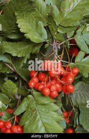 Attēlu rezultāti vaicājumam “Sorbus intermedia fruit”