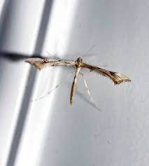 Attēlu rezultāti vaicājumam “Platyptilia sp.”