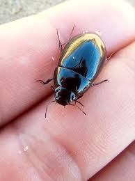 Attēlu rezultāti vaicājumam “Hydrochara caraboides”