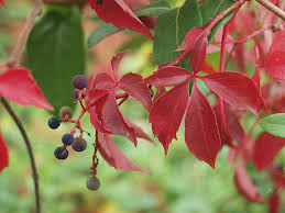 Attēlu rezultāti vaicājumam “Parthenocissus quinquefolia”