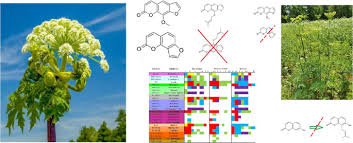 Attēlu rezultāti vaicājumam “Heracleum sosnowskyi fruit”