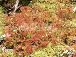 Attēlu rezultāti vaicājumam “Drosera rotundifolia”