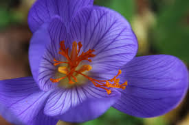 Attēlu rezultāti vaicājumam “Crocus speciosus flower”