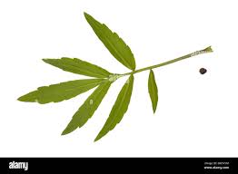 Attēlu rezultāti vaicājumam “Cardamine bulbifera leaf”