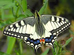Attēlu rezultāti vaicājumam “Papilio machaon upperside”