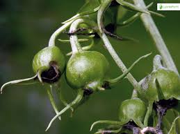 Attēlu rezultāti vaicājumam “Campanula latifolia fruit”