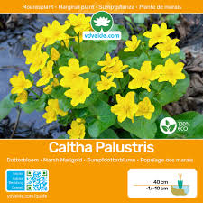 Attēlu rezultāti vaicājumam “Caltha palustris fruit”