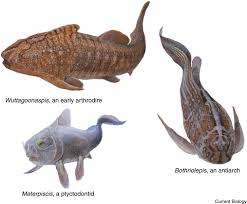 Attēlu rezultāti vaicājumam “Placodermi”