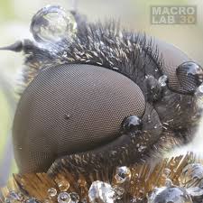 Attēlu rezultāti vaicājumam “Hemipenthes morio”