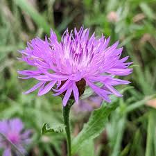 Attēlu rezultāti vaicājumam “Centaurea jacea”