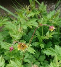 Attēlu rezultāti vaicājumam “Geum x intermedium flower”