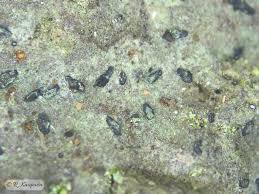 Attēlu rezultāti vaicājumam “Alyxoria varia”