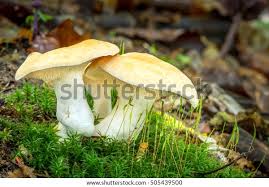 Attēlu rezultāti vaicājumam “Hydnum repandum”