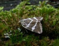 Attēlu rezultāti vaicājumam “Deltote bankiana”